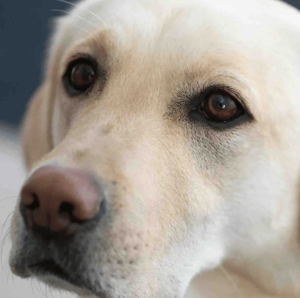 Siri Petgood dog of the woner