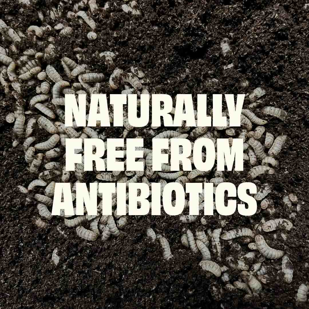naturally free from antibiotics