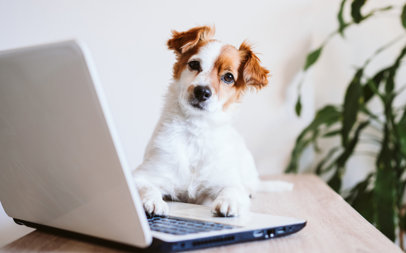 Dog accessing a retailer portal in a computer