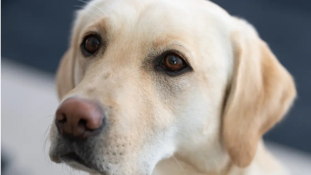 petgood labrador